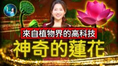 [ID: OzhfVZdHqnk] Youtube Automatic